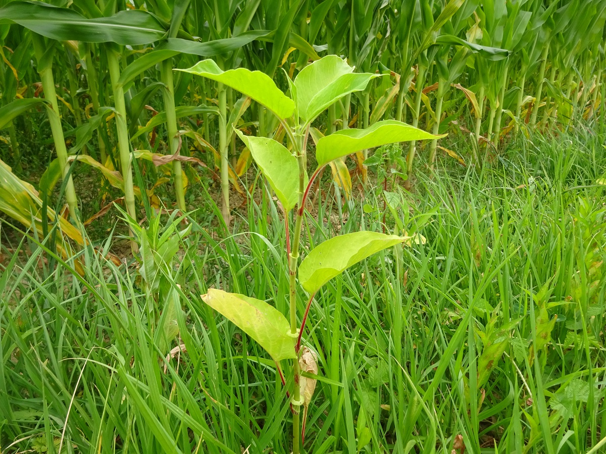 Persicaria orientalis (Polygonaceae)
